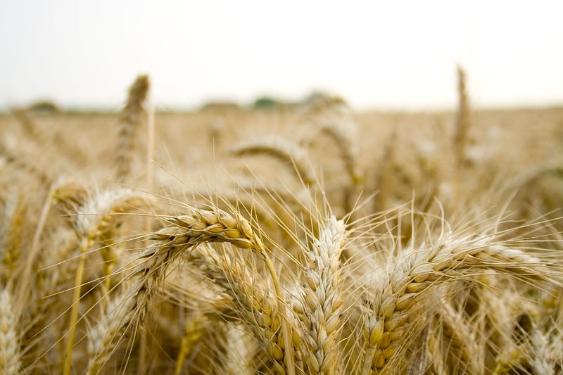 Organic Farm-to-Table