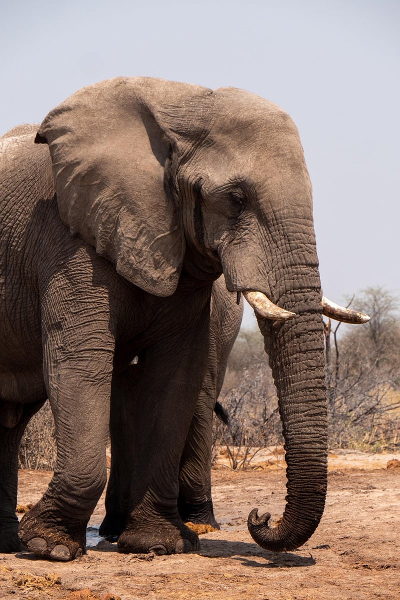 Elephants in Africa