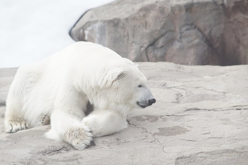 Polar bear in the Arctic