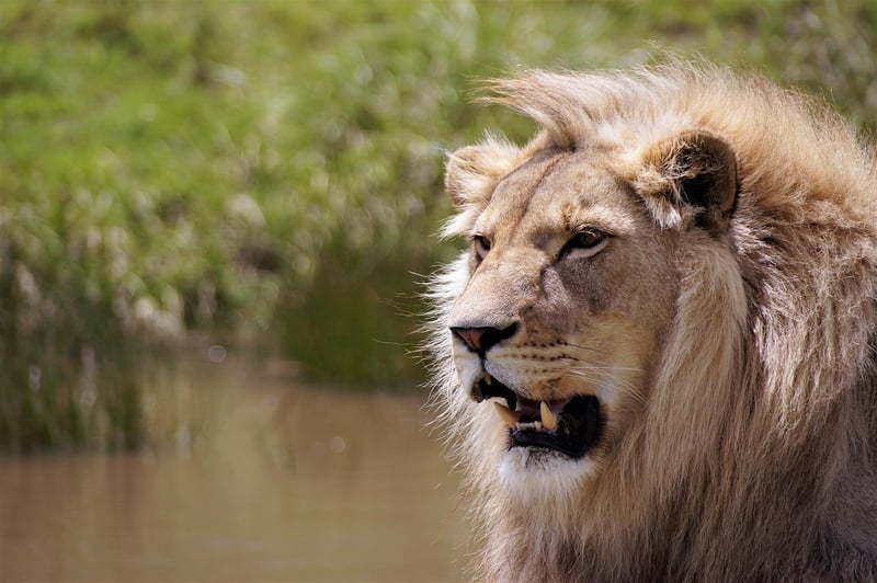 Lion in the wild