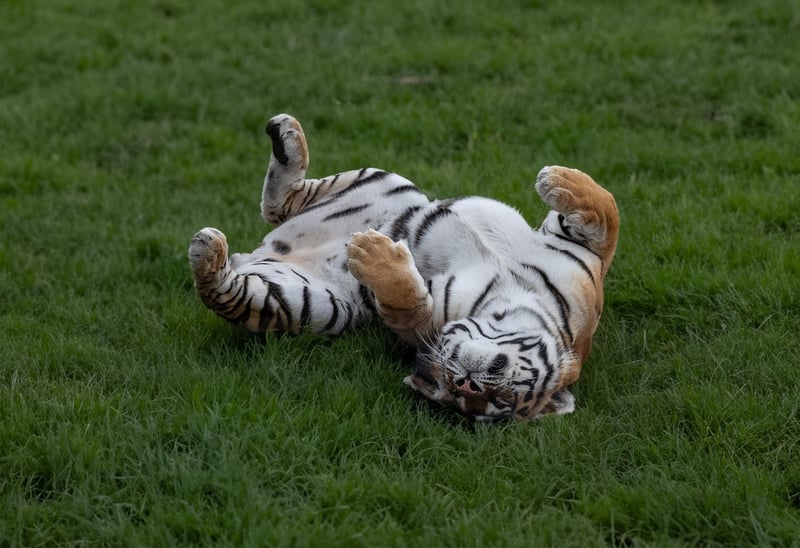 Tiger in the wild